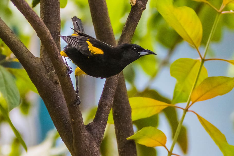 Baltimore Oriole Bird Feeders, animals in the wild, tree, outdoors, blackbird Free HD Wallpaper