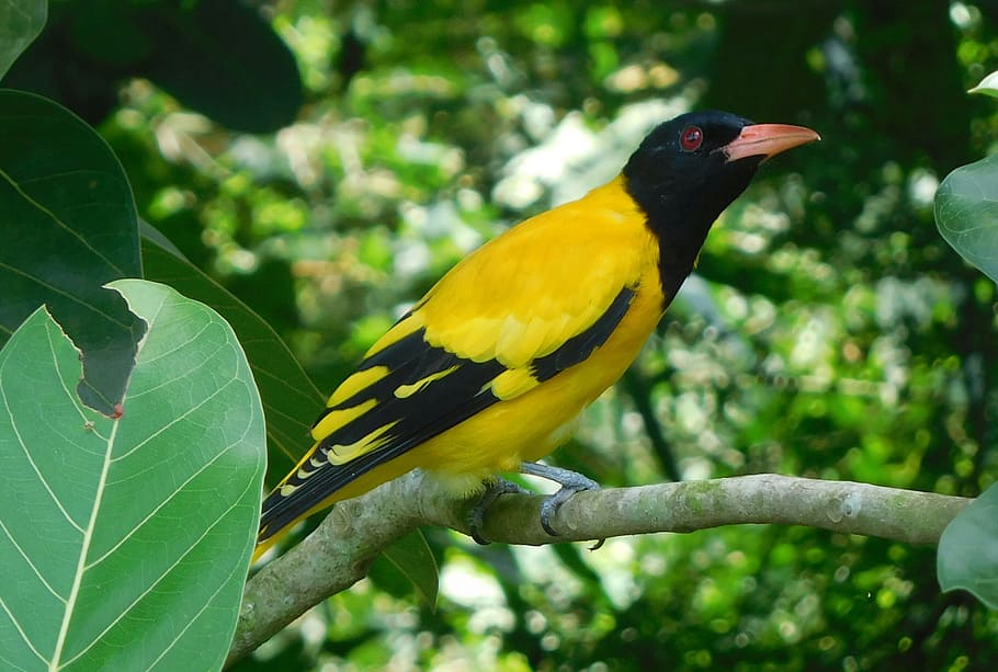 Baltimore Oriole Bird Flying, plant, animal, green color, branch Free HD Wallpaper