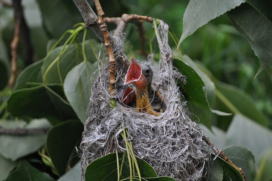 Baltimore Orioles Birds Feeding, outdoors, cute, young bird, plant