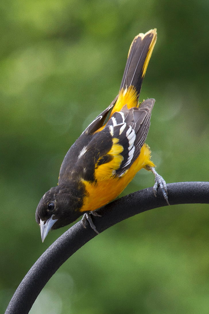 Baltimore Orioles Mascot, outdoors, beak, nature, feather Free HD Wallpaper