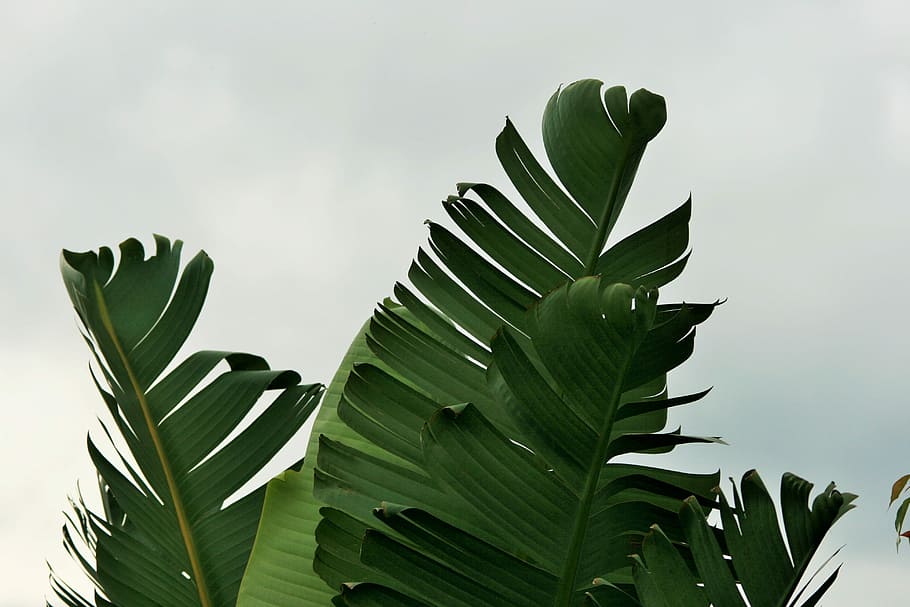 Banana Leaf, no people, nature, day, studio shot Free HD Wallpaper