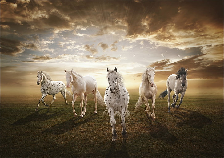 Beautiful Horse, summer, scenics, beauty in nature, cloud  sky Free HD Wallpaper