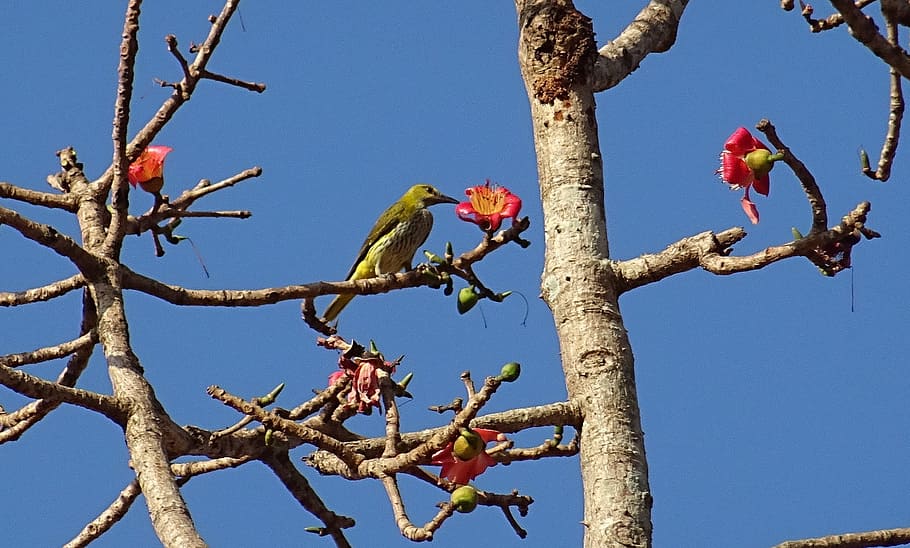 Birds of India, sky, kapok, animal, flower Free HD Wallpaper