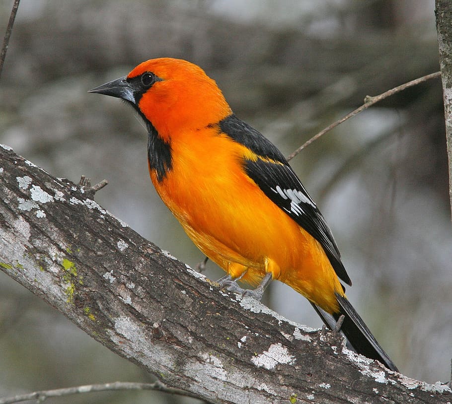 Black and Yellow Bird, color, focus on foreground, colorful, beak Free HD Wallpaper