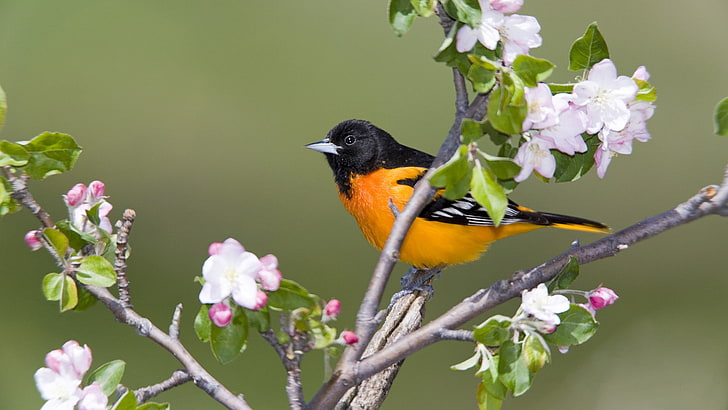 Bullock's Oriole, canada, birds, baltimore, orioles Free HD Wallpaper