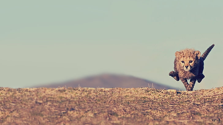 Cheetah Running Fast, sheep, outdoors, farm, feline