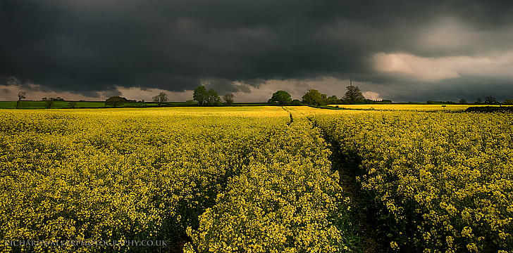 Cloudy Tree, landscape, agriculture, tracks, stormy Free HD Wallpaper