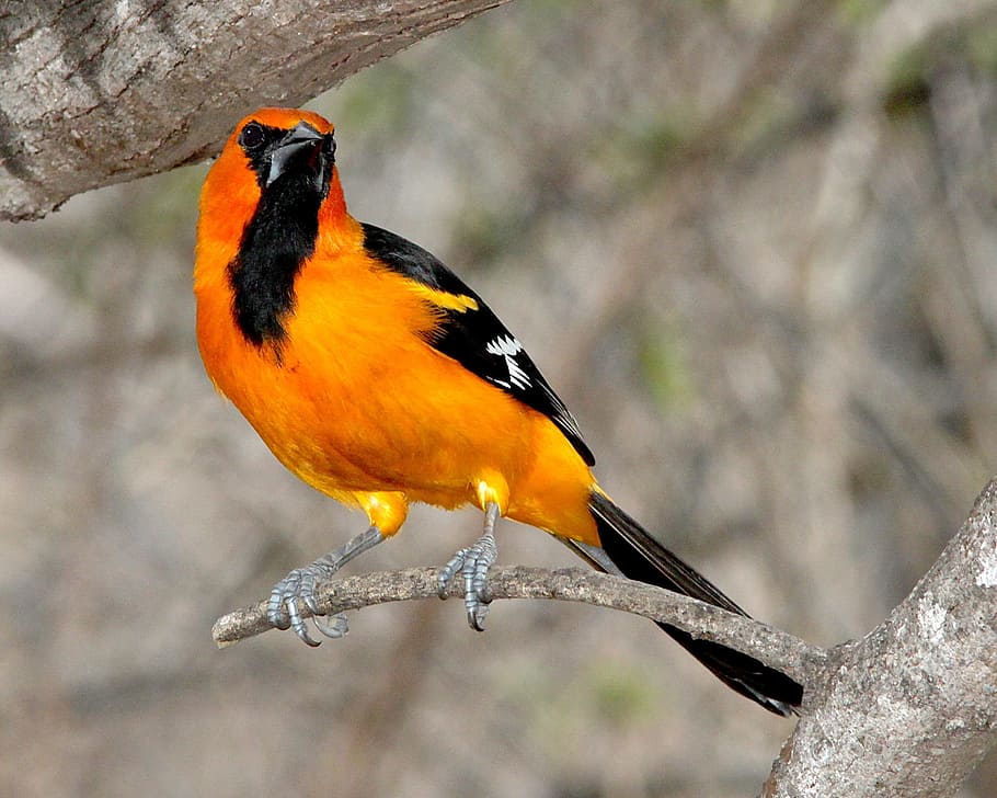colorful, altamira oriole, focus on foreground, songbird Free HD Wallpaper