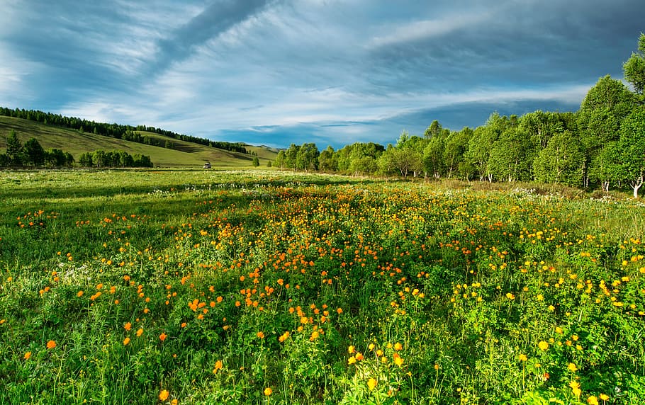 Conserve Land, beauty in nature, meadow, pasture, summer Free HD Wallpaper