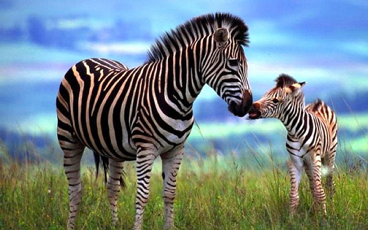 Cute Zebra, animal, animal wildlife, herbivorous, horse Free HD Wallpaper