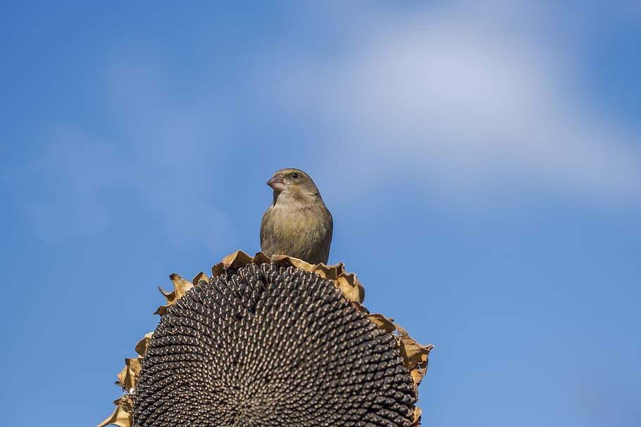 day, summer, wing, animals in the wild Free HD Wallpaper