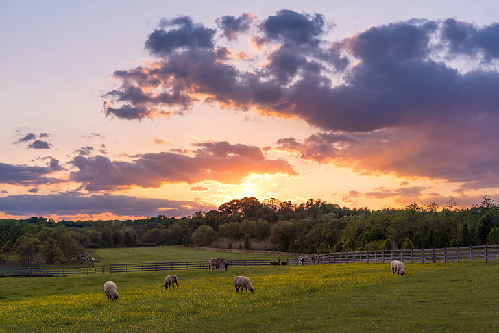 Farm and Ranch, livestock, meadow, pasture, rural scene Free HD Wallpaper