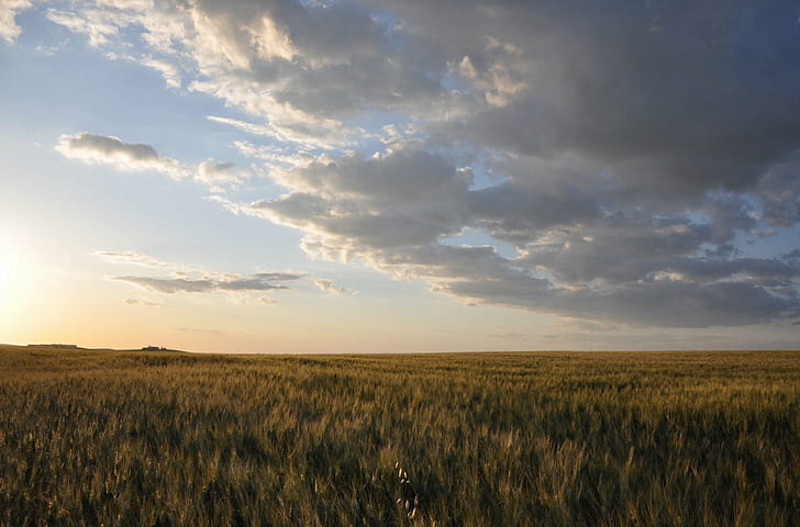 farm, rural scene, nature, summer Free HD Wallpaper