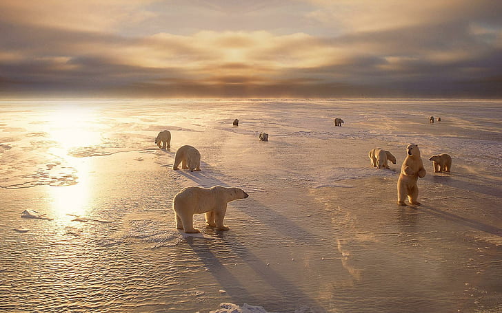 Free of Polar Bears, bears, polar, polar bear, ice Free HD Wallpaper