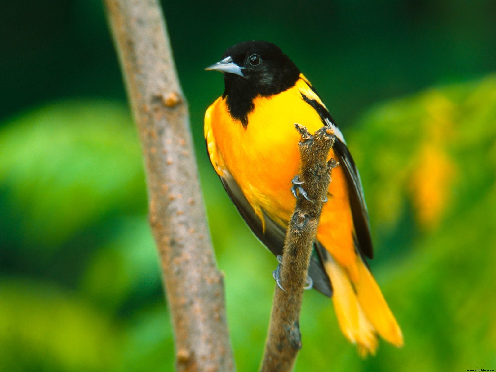 Free Raven, baltimore, oriole