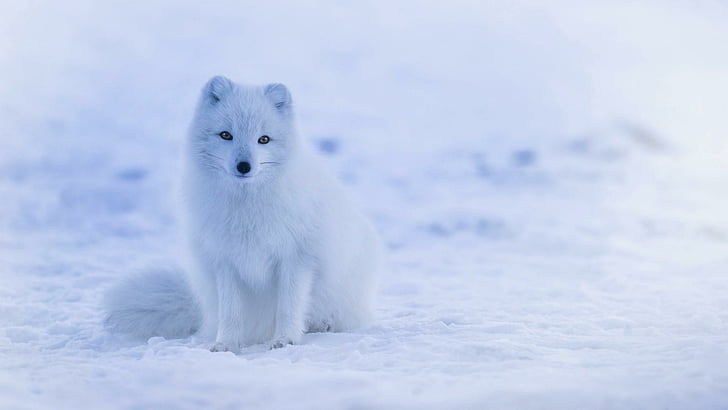 freezing, ice, fox, snout Free HD Wallpaper