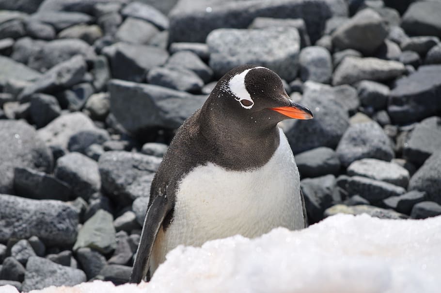 Gentoo Penguin Home, cold  temperature, beach, feather, water bird Free HD Wallpaper