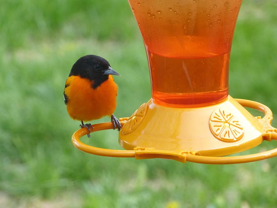 Glass Oriole Feeder, one animal, focus on foreground, refreshment, animal Free HD Wallpaper