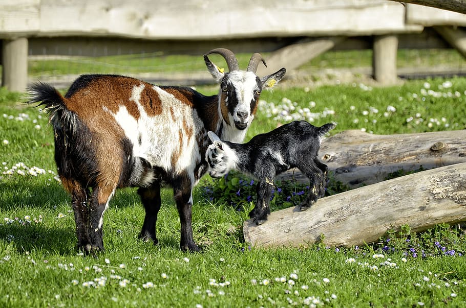 Goat, day, vertebrate, pets, group of animals Free HD Wallpaper
