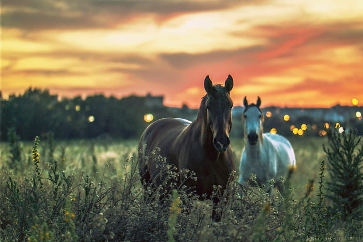 Horse Your Computer, nature, sevilla, pasture, animal Free HD Wallpaper