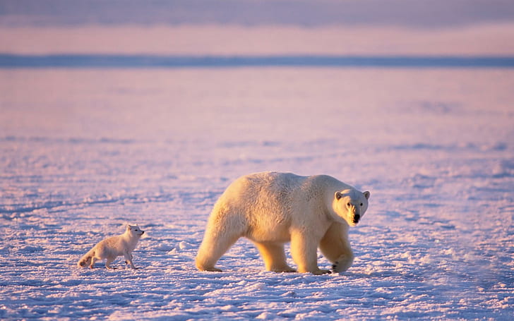 Iceland Arctic Fox, animals, cold, artic, bear Free HD Wallpaper