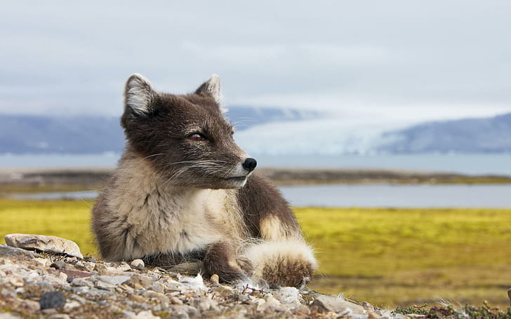 Icelandic Arctic Fox, fox, polar, Polar Fox, artic Free HD Wallpaper