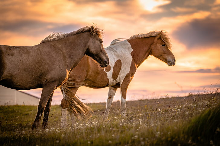 Icelandic Horse History, summer, beautiful, sunny, mare Free HD Wallpaper