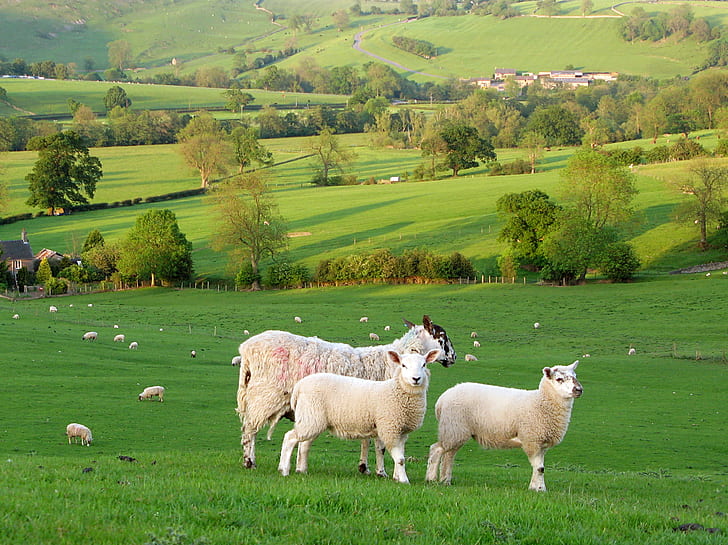 Lake District, hill, sheep, farmland, farm Free HD Wallpaper