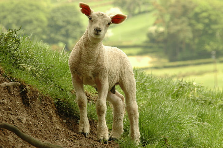 Lamb, wales, roger davies, rural scene, cymry Free HD Wallpaper