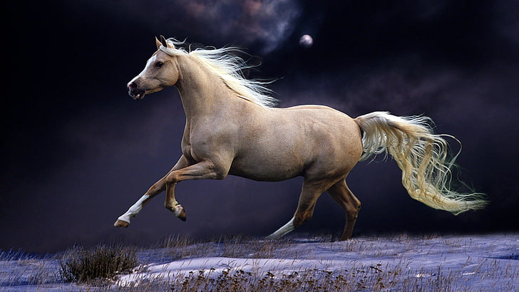 Light Brown Horse, livestock, side view, hair, brown Free HD Wallpaper