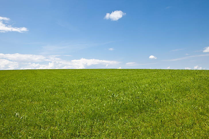 Long Grass Field, rural scene, grn, springtime, outdoors Free HD Wallpaper
