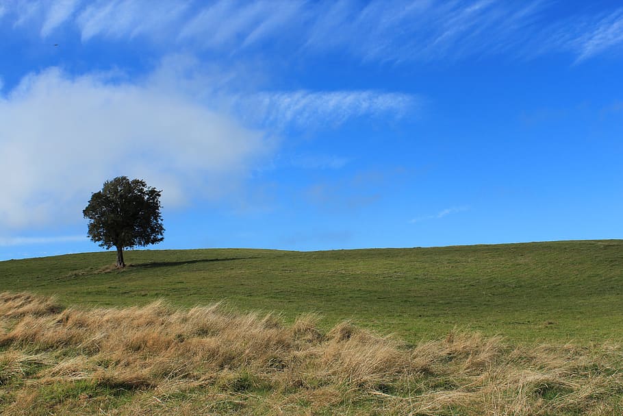 Marine Biology, plant, grass, scenics  nature, cloud  sky Free HD Wallpaper