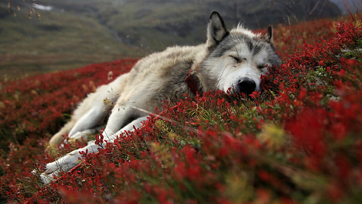 mountains, tundra, wolves, rest Free HD Wallpaper