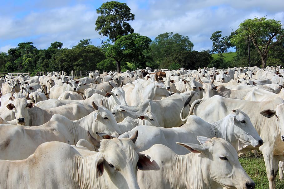 Open Bible, animal themes, cattle, herbivorous, sky