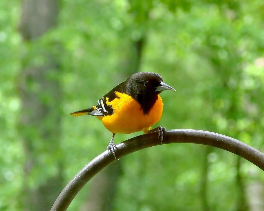Oriole Park at Camden Yards, nature, focus on foreground, branch, beauty in nature Free HD Wallpaper