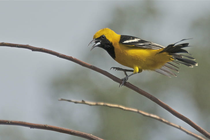 Oriole Song, feeder, beak, hooded oriole, animals in the wild Free HD Wallpaper