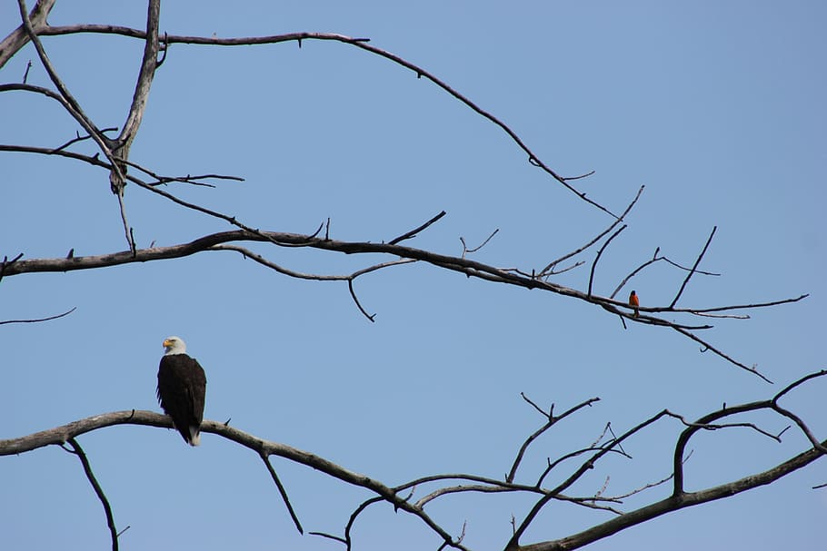 outdoors, low angle view, vertebrate, bird of prey Free HD Wallpaper