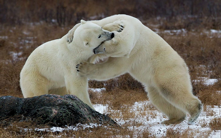 Polar Bear Conservation, Playing, bears, polar, playing Free HD Wallpaper