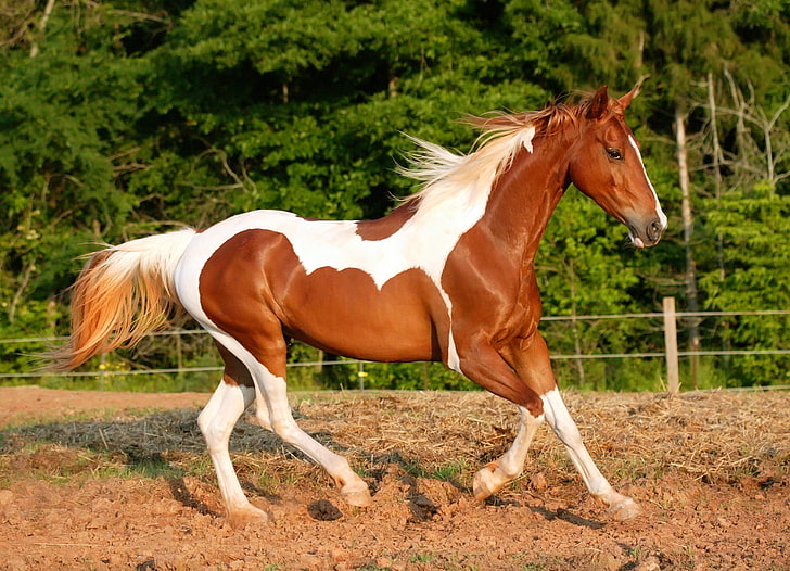 Pretty Quarter Horses, beauty, mare, plant, day Free HD Wallpaper