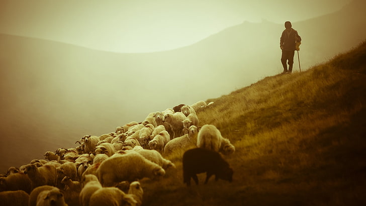 Shepherd Staff Sheep, sunlight, hiking, silhouette, environment Free HD Wallpaper