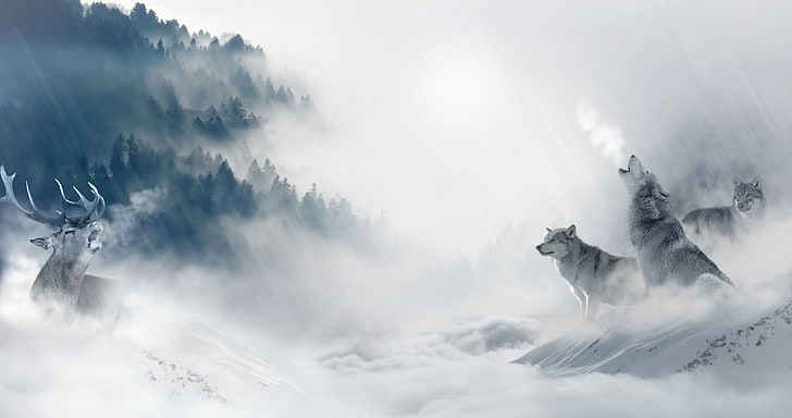 Snow Wolf Girl, tranquility, tranquil scene, low angle view, sun Free HD Wallpaper