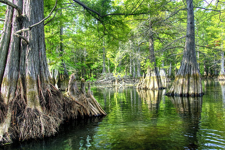 Swamp Cypress, haile, photomatix, geotagged, catfish Free HD Wallpaper