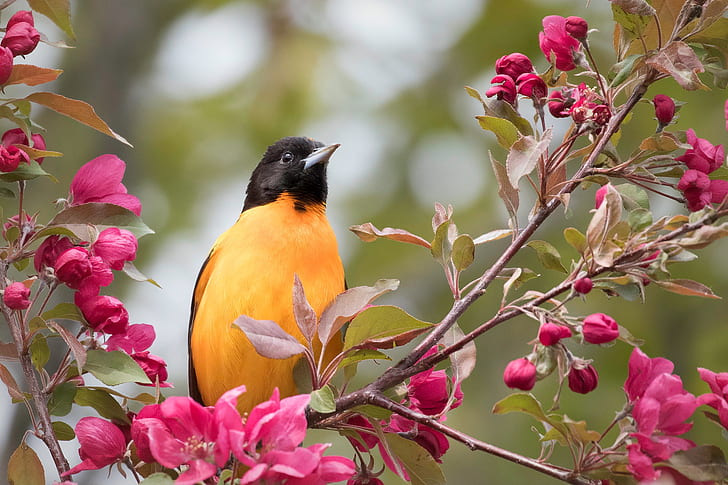 troupial, baltimore colored troupial, baltimore oriole, apple Free HD Wallpaper