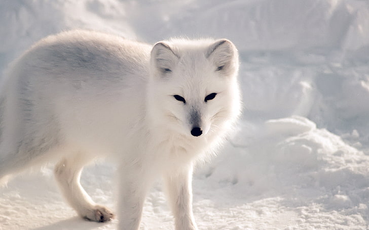 Tundra Arctic Fox, mammal, day, no people, portrait Free HD Wallpaper