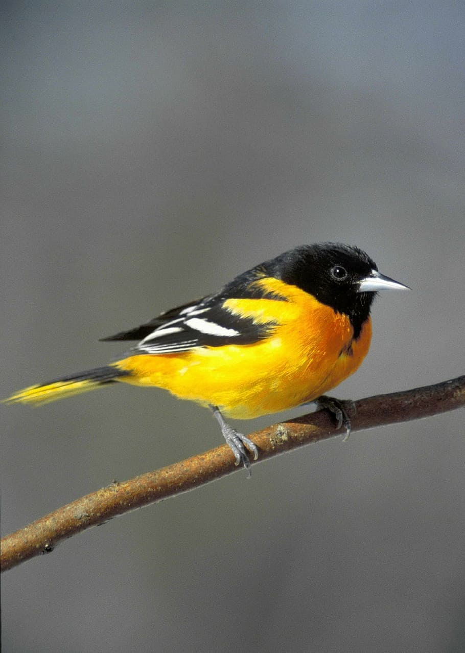 Types of Birds Baltimore Oriole, day, animal, twig, beauty in nature Free HD Wallpaper