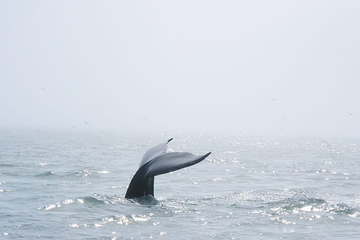 whale watching, boats, wildlife, mammal Free HD Wallpaper