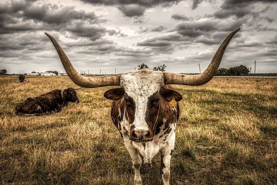 White Goodman Bull by the Horns, texas, no people, pets, pasture Free HD Wallpaper