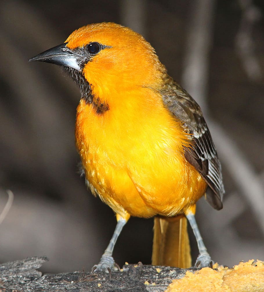 Wild Yellow Canary Bird, no people, nature, orange color, full length Free HD Wallpaper