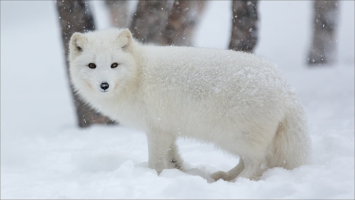 Winter Animals List, cold  temperature, beauty in nature, field, wildlife Free HD Wallpaper