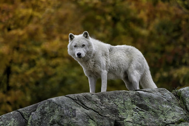 Wolf Howling, artic wolf, wolf, autumn, nature Free HD Wallpaper